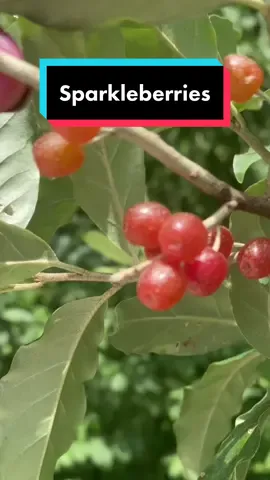 #Splice  #sparkleberries #autumnolive #invasivespecies #ediblewildplants #wildfood #foraging #forager #foragers #forage #foray #foragetok #foragetiktok #foragertiktok #foragertok #foragingtiktok #foragingtok #urbanforaging #urbanforager #urbanforagers #forageraoftiktok #foragingtips #foragingsafety #plantid #plantidentification #eatinseason #augustforaging #fallforaging #naturetok #nature #PlantTok #berrytok #fruittok 