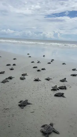 Turtle Tok hatchling update: babies everywhere! More nests are hatching everyday and we get more babies to the ocean with each hatch. I love this work! 🐢 #turtletok #MessFreeHero #GenshinTeleport #marinebiology #zoology #seaturtle #seaturtlehatchling #seaturtlerescue #wildliferescue #wildlifeconservation #seaturtlework