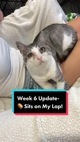 Never in a million years did I think this would happen… 🤯 #catsoftiktok #rescue