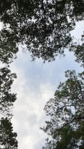 View through the sun roof. Soaking in my last few days of coastal Georgia. #MessFreeHero #GenshinTeleport #nature #trees #planet #earth #georgia #Outdoors #coast 