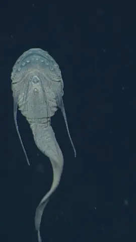 Here’s a deep-sea animal you’ve never heard of—the threadfin snailfish, Careproctus longifilis. #MBARI #deepseatok #nature #ReTokforNature #ocean 