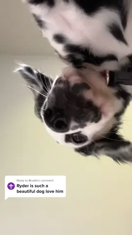 Replying to @Brodie he has his good angles and bad angles too. 🫢 #dalmatian #dalmatianpuppy #puppiesoftiktok #tiktokpuppy #dalmatiansoftiktok 
