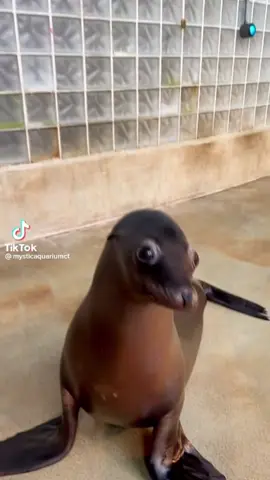 Sweet seal