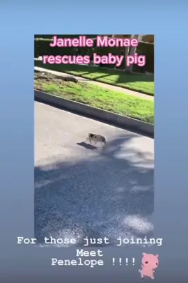 The tables have turned, @janellemonae is now the Paparazzi 🔥 #janellemonae #pig #rescue #lax #fyp #foryou #viral 