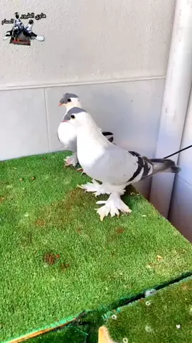 #طيورحمام شخشرلي ازرق#pigeons 