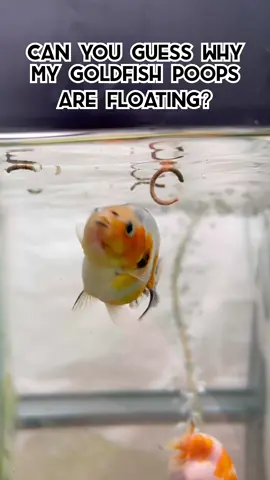 In short, captain cow was gassy. #fish #goldfish #aquarium #ranchu 