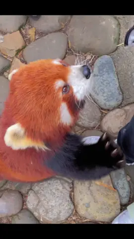 Freeze,hand over your snacks quickly!!!#fy #fyp #trending #cute #redpanda #robbery 