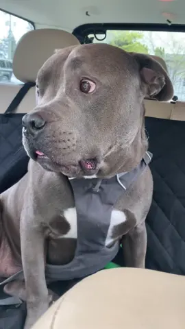 Always defending my sweet boy #sweetpuppy #pitbull #bullybreedlove #pitbullsoftiktok #staffy #staffie #travellingpuppy #PetsOfTikTok #dog #bsl #dogsofttiktok