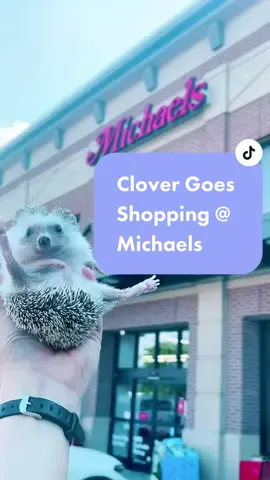 The last part of our trip was so incredibly cute!  I can’t believe Clover found so many friends!     🎨🦔💕    #michaels #crafts #hedgehog #cute #hedgie #adventure #paint #decorations #stickers #stamps #art #flowers #pet #PetsOfTikTok #fyp #goviral #foryou 
