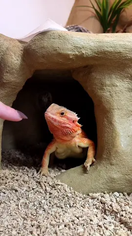 Freya dołącza do trendu 😏 ale spokojnie, będzie jeszcze wieksza 🧡 #trend #dc #dlaciebie #agamabrodata #funnyanimals #agama #pogonavitticeps #beardeddragon #beardielife