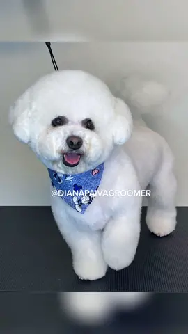 #trends #viral #viralvideo #doglover #bichon #bichonfrise #doggroomer #doggrooming #doggroomersoftiktok #dogtransformation #dogtransition #dogsoftiktok #dogsoftiktokviral #dog #dogs #pets #petstylist #petlover 