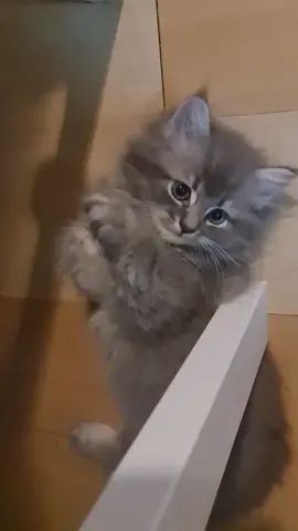 What are you doing Grey? #persiancat #catsoftiktok #cat #graycat #funny #cute #3monthsold