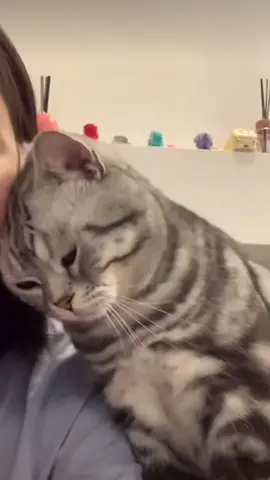 🥰 #cat#catsoftiktok #cats #catslovers #猫#猫可愛い #猫のいる暮らし 