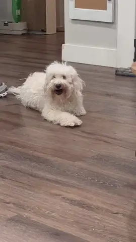 #ReTokforNature #doodle #dogsoftiktok