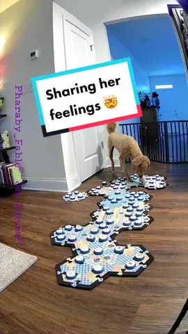 Today is a big day for us. I decided to shave Pharabys topknot off for the first time ever. She LOVES it! I love it too! She has let me know that she’s happy by using the buttons at least four times today. She usually only says happy about once or twice a week so this made ME happy too!  Use code PHARABY at checkout for free edge pieces with a kit purchase 🥳 button link in our bio!  We appreciate your support ❣️ #fluentpet #talkingdogsofinstagram #talkingdog #talkingbuttons #wordbuttonsfordogs #standardpoodlegrooming #happydog #smartdog #standardpoodle #cuteanimals #reducedogbarking #cutedogsofinstagram #mydogcantalk #mydogisthecutest #sweetdog #sweetpuppy #funnydogvideos #happydog #ReTokforNature #talkingdogsoftiktok