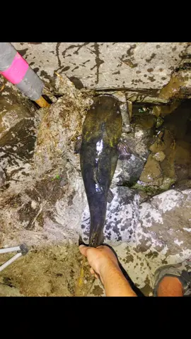#irespectfish #tiktok #fish #fishtok #fisherman 