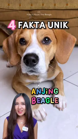 Fakta Unik Beagle! Next bahas ras anabul apa yaa?🥰 | IG: ryuki.the.beagle