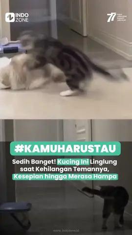Sedih Banget! Kucing Ini Linglung saat Kehilangan Temannya, Kesepian hingga Merasa Hampa. Sourcez: YouTube/Suelen Dos Santos Souza