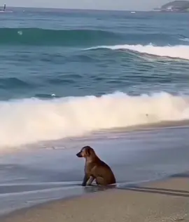 عن الوفاء  شاهد هذه الكلب هوه ليس كلب. لب ينتضر صديقه يسبح في البحر ولم يعد اليه وبقى ينتضر انتضار طويل