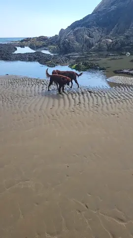 #dog #duet #nat #PetsOfTikTok #pet #beach #beachvibes #irishsetter #ireland