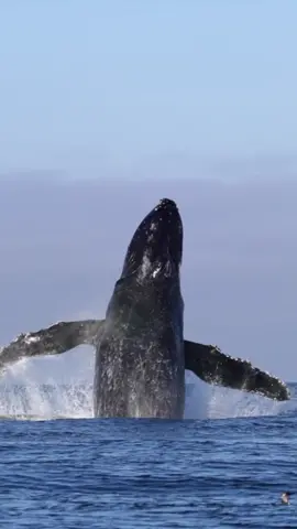 Angel Wing put on quite the show for our all day photography trip at @oceanicexpeditions! We had a group of talented filmmakers from San Diego reserve our boat for back-to-back days of wildlife documentary here in Monterey CA. We had a blast and can’t wait to do it again! We have tons of footage to edit from the past couple of days as we saw multiple variations of species and behaviors. Stay tuned for more. #whalewatching #whale #humpbackwhale #blue #breach #jump #fly #low #wildlifephotography #dji #drone #lunges #wildlife #montereycalifornia #coast #cali #sunrise 