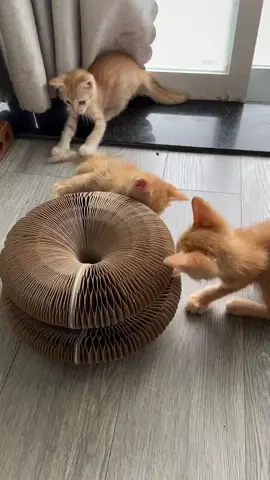 magic organ cat scratching board..👉shop in bio link..#catsoftiktok #catlover #cattoys  #catscratcher #fyp