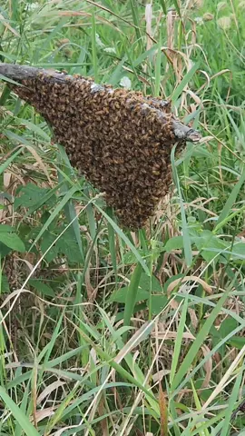 Honey Bee Swarm ready to be collected.#burningriverbushcraft #fyp #huntergatherer #bee #honey