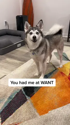 You had me at want 😂😂😂 #dogs #doglover #pets #husky #fyp 