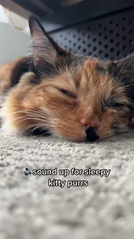 The most calming sound in the world. 😻 cats are cmkittens on Instagram #sleepingcat #catpurring #kittypurrs #adoptdontshop #purr #calico #calicocat