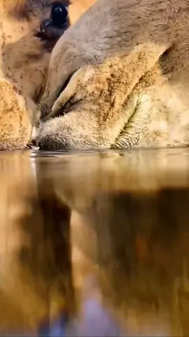 Do you know how camels drink?#camel#animal#drinking #fyp #foryou #fypシ 