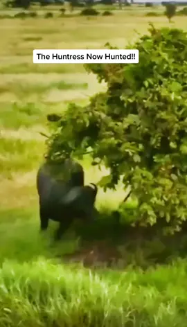 The huntress becomes the hunted! Things take a turn for the worse after Kali the lioness fails to take down a buffalo. #wildlife