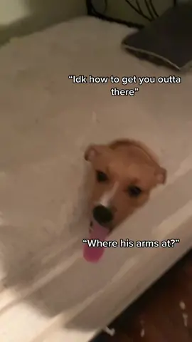 The time Simba got stuck in the mattress, while the sheets were getting washed ! Follow him on IG:Simbabalboa_ #simbathedog #simba #familydog #americanpit #pitbull #funnyvideos #funnydogs #fyp #viral #discover #trending #ReTokforNature #simbaneedsajob #brokebestfriend 