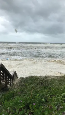 Storm kitty #fyp #catsoftiktok 