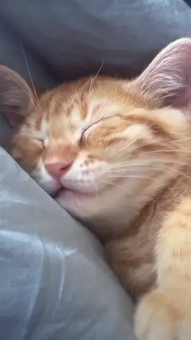 🥰 #cat#catsoftiktok #cats #catslovers #猫#猫可愛い #猫のいる暮らし 
