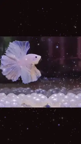 Wedding fish, the most romantic and beautiful fish. Love it.#wedding #fishtiktok #romanticpet #petlife #aquarium #underwater #aqua