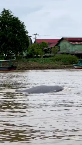 Inilah penghuni Sungai Mahakam di Kalimantan Timur… PESUT MAHAKAM , lumba-lumba air tawar yang hanya ada di Sungai Mahakam #