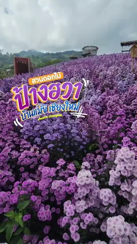 สวนดอกไม้ 