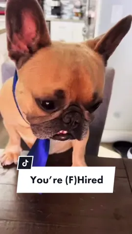 Would you still hire him? #liedetector #jobinterview #hung #bigjohnson #thinkbig #interviewfail #dogsoftiktok #frenchiesoftiktok #theft#unemployed  @somefrenchienamedapollo @somefrenchienamedapollo 