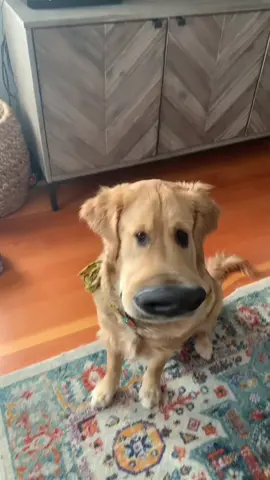 His name is actually Doug too 🤣 #goldenretriever #dog #dogsoftiktok