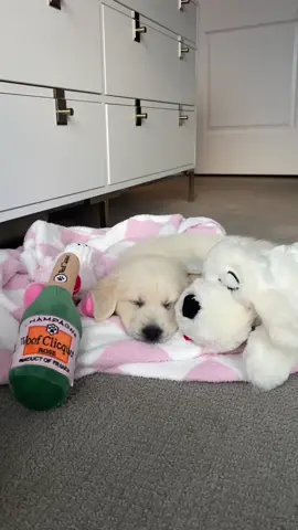Meet Ellie 🐶💗🫶🏼😭 #puppycountdown #puppytiktok #englishcreamgoldenretriever