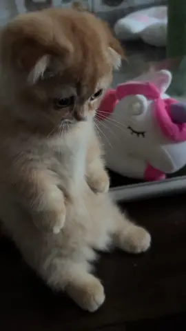 🧽 💦 Kukkī! Who spilled the water? 🙈      #munchkinkitten  #cute #catdad #life #Love  #viraltiktok  #kitten #beautiful #foryou #foryoupage #funny #fyp #instagram  #instagramreels #funnymemes #viral #love #meowdel #standingkitty  #babycat #fun #catoftiktok #tiktokusa #viralkitten #shortfilm #shortlegs #fyp #fypage  #fypシ゚viral #tinyfoldmunchkin #babycat #babykitten #love #scottishfold #britishshorthair #memes #catmeme #munchkincat  #loveyou  #catmama #cleanup