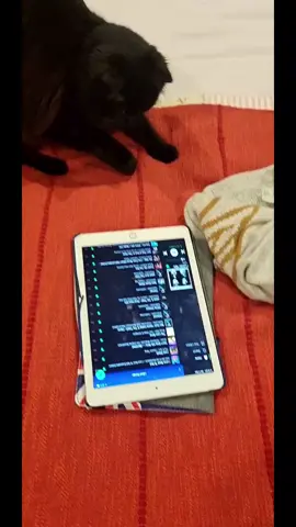 DJ has spoken #salem #witchtok #sweethomealabama #catsoftiktok #cat #fyp #xyzbca #dj #music