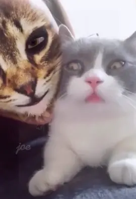 Cat: what’s wrong with your face? 😂#cat #catsoftiktok #cats #funny #catface #fpy #foryou #foryoupage