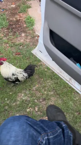 Pardon my language but im under attack. #rooster #attackrooster #feedtime #friedchicken #idontdeservethis