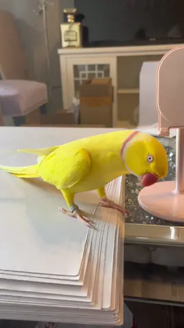WELCOME WELCOME WeLcOmE 2 ~SEXII SATURDAY~ EVERYBIRDIE!!! 🥵☀️☕️🌶 HAVE U EVER SEEN A SEXIIER CREATURE 2 B PACKED THO?!¿¡ I THINK *NOT* 🔥📦🔥 WHO WANTZ A TOUR OF ME && MY MOMMY’S NEW APARTMENT?!¿¡ 👀 #TeamTwinkie #CeleBIRDY #PamperedParrot #bird #birdtok #parrot #parrottok #irn #yellow #saturday #weekend #WeekendVibes