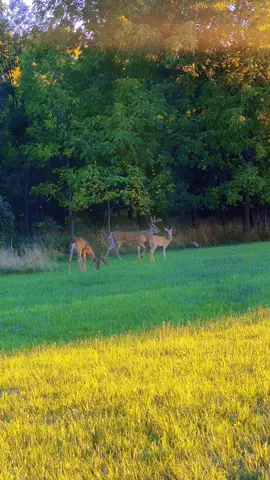 Soothing sounds of Michigan #fyp #uk #usa #michigan #deer 