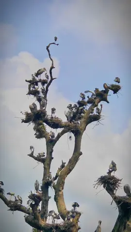 Wanna Spend some quality time in a boat with your loved ones!!!  Visit #batulipokhari  #birdparadise #chitwan #nepal I guarantee you wont regret ❤️