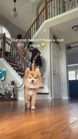 HELP US NAME OUR DOG‼️😳🐕