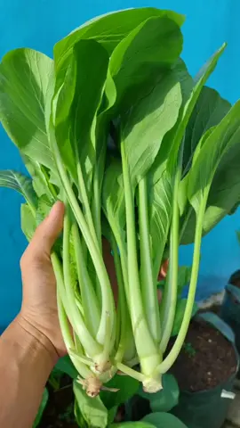 Cara Menanam Caisim / Sawi Hijau