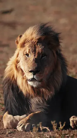 Namibia the wild. Moments from my 2022 workshops in the incredible Namibia.  2023 now open 🧡 #namibia #africa #wildlife #lion #elephant #nature #oryx 
